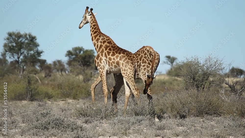 Two giraffe bulls fighting