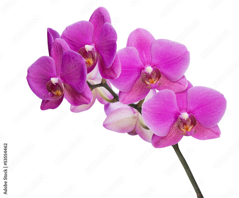 Orchid Orchid