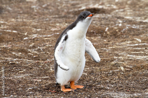 Gentoo Penguin Chick