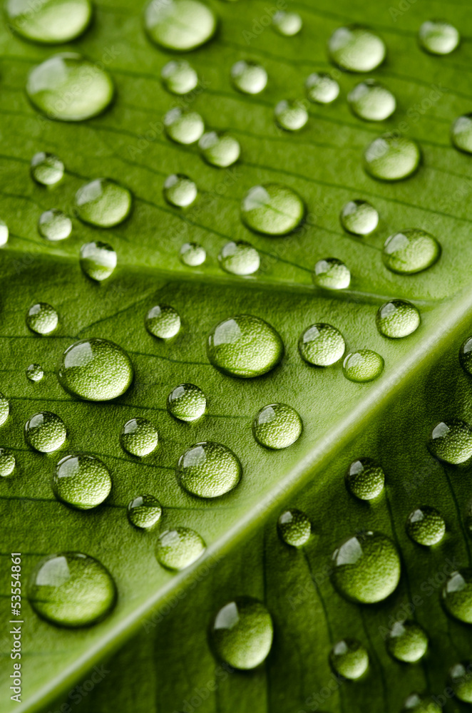 Green leaf with drops of water Green leaf with drops of water
