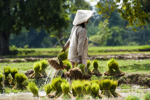 Rice plantation in Laos photo