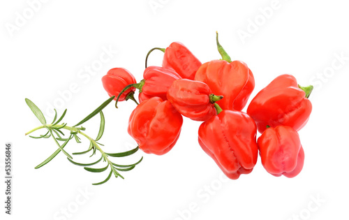 Small chile peppers  with rosemary herb isolated on white