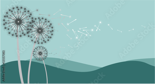 Dandelion flowers