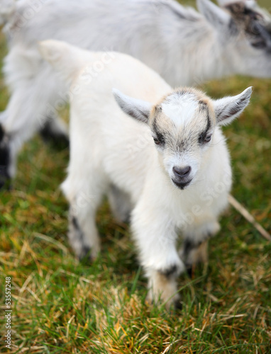portrait of a small baby goat