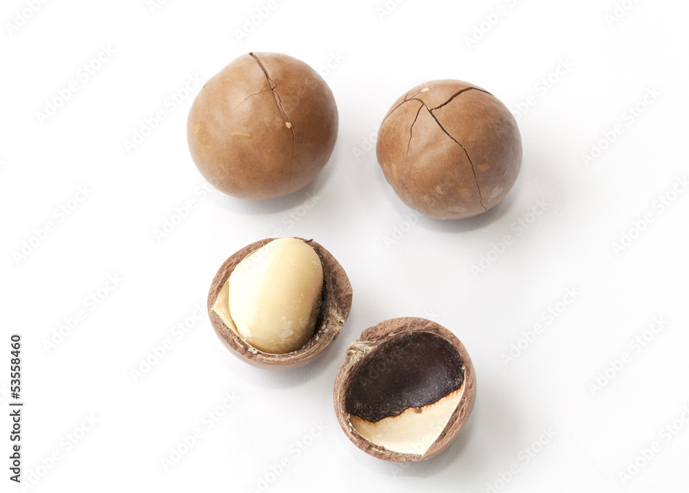 Macadamia fruit isolated on the white background Macadamia fruit isolated on the white background