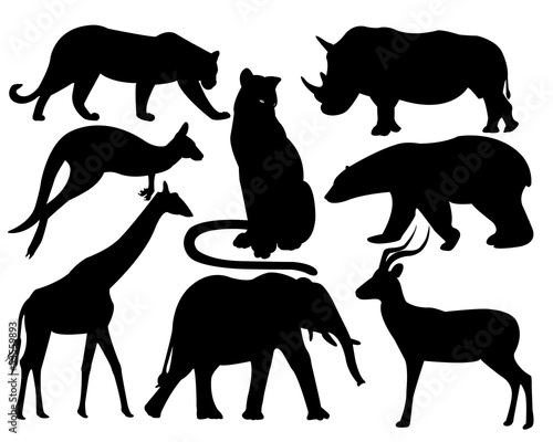 wildlife animals