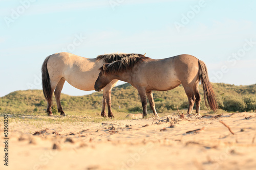 Two wild horses in dune landscape. Konik horses.