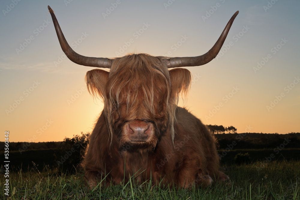 Scottish highlander cow in grass dune landscape at sunset. Scottish highlander cow in grass dune landscape at sunset.