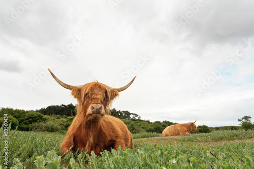 Scottish highlander cow in grass dune landscape with cloudy sky. photo