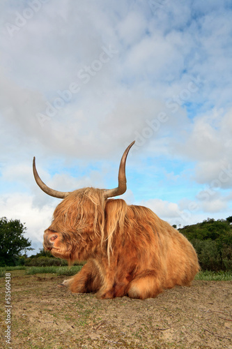 Scottish highlander cow in grass dune landscape with blue cloudy