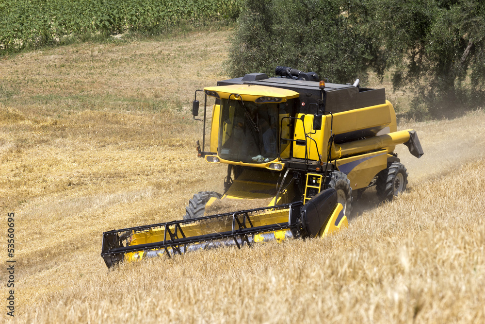 Fototapeta premium Harvest of wheat and barley