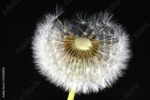 Fototapeta Naklejka Na Ścianę i Meble -  Pusteblume - Makroaufnahme