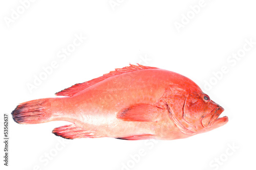 Red fish on a white background © sujadn
