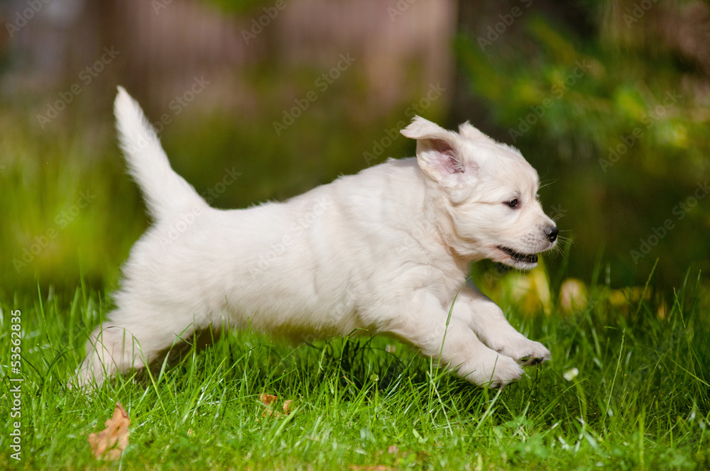 happy golden retriever puppy running outdoors