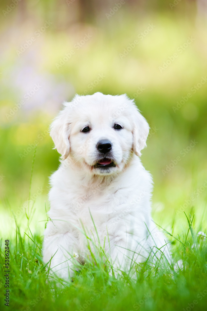 adorable golden retriever puppy