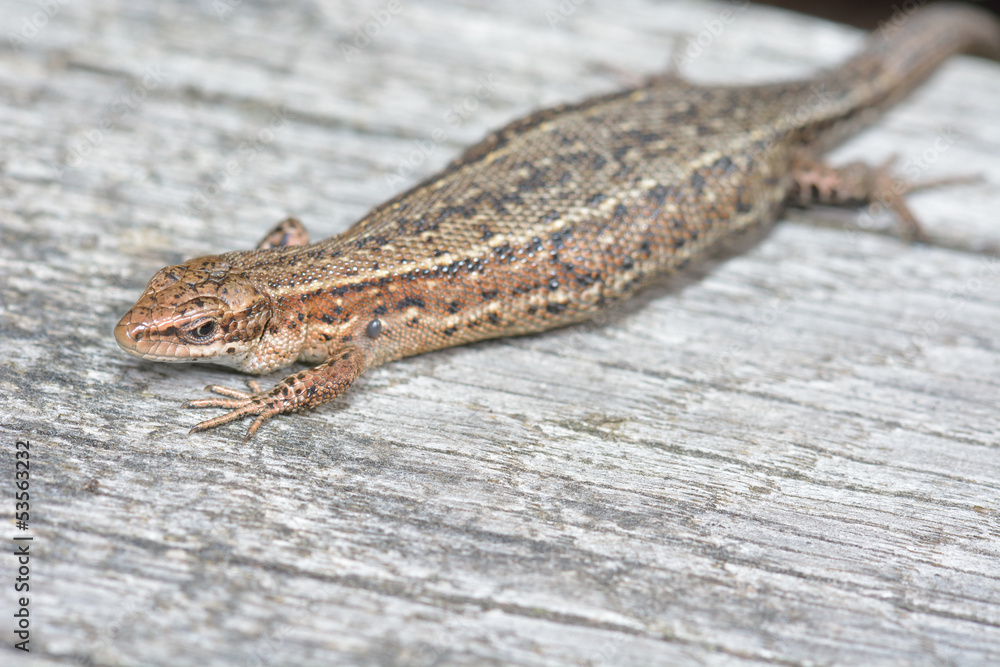 lazy lizard lazy lizard