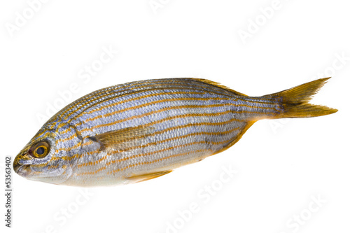 Salema porgy - sarpa fish photo