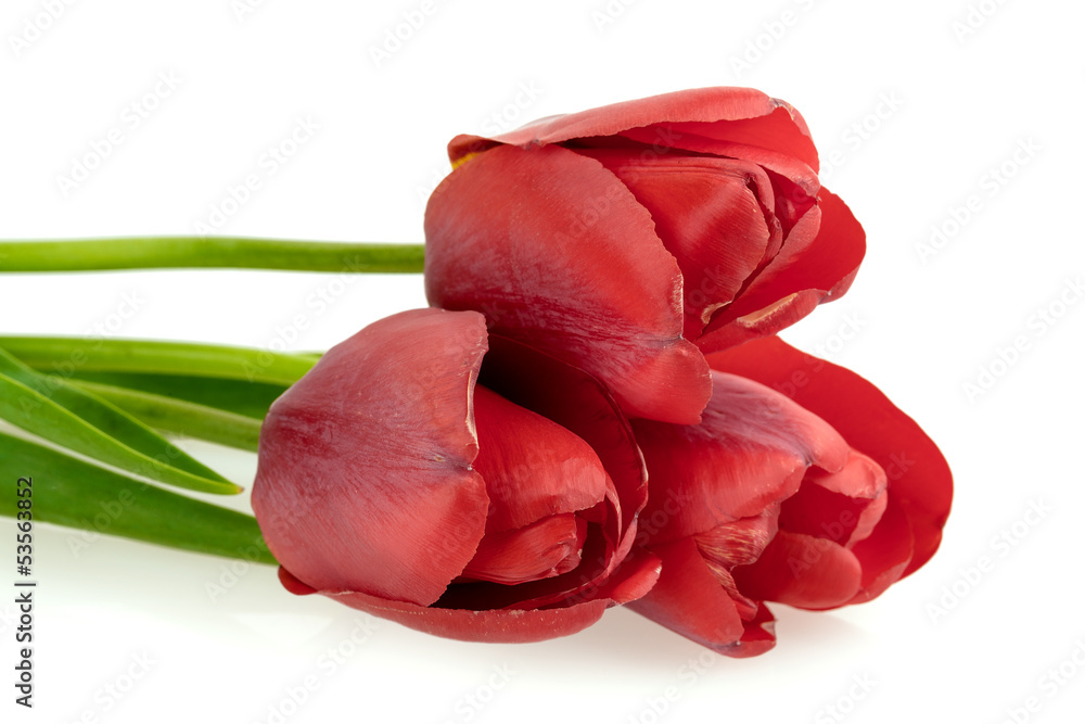 blooming tulip blooming tulip