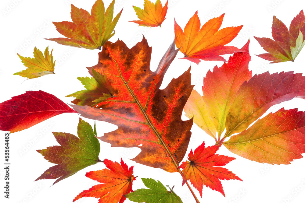 Fototapeta premium Bunte Herbstblätter