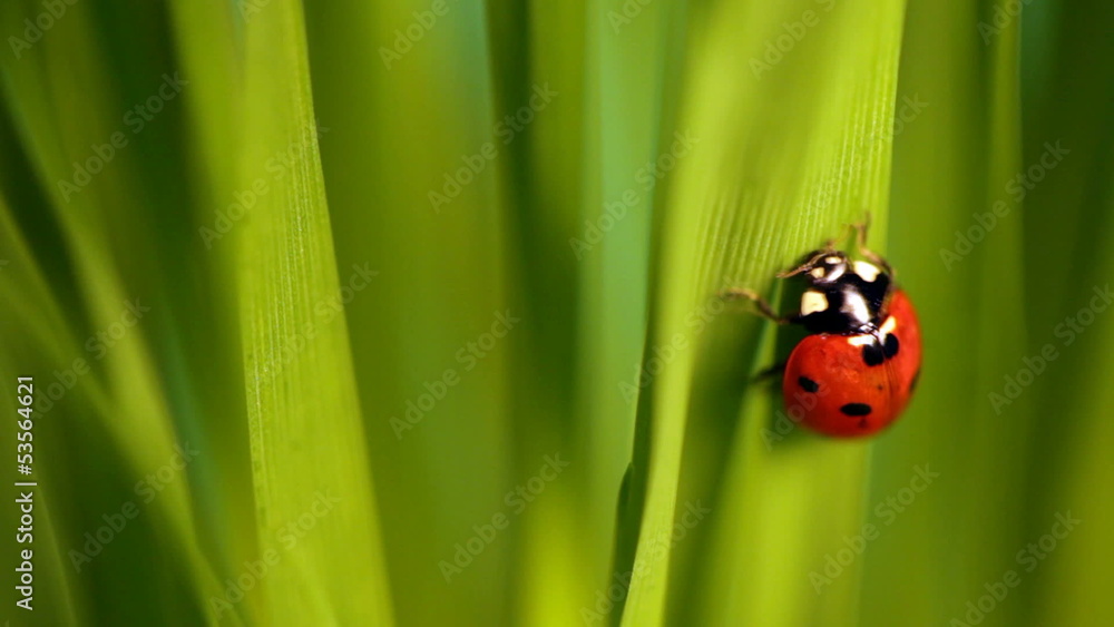 Closeup of the lady bug in the green grass