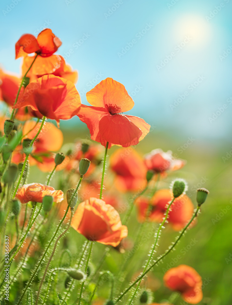 Fototapeta premium Field of flowers