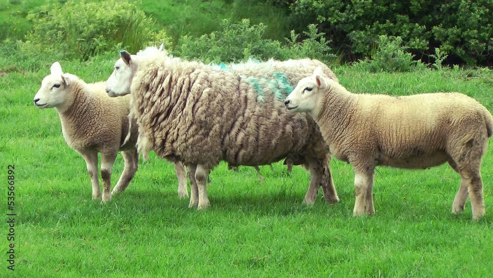 Ewe and Lambs looking at camera and then walk away Ewe and Lambs looking at camera and then walk away