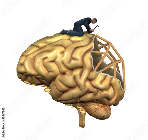 Brain Reconstruction