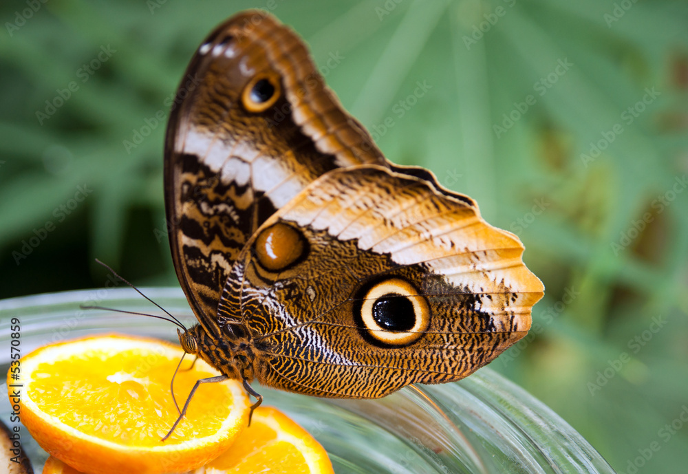 Fototapeta premium Schmetterling Mainau