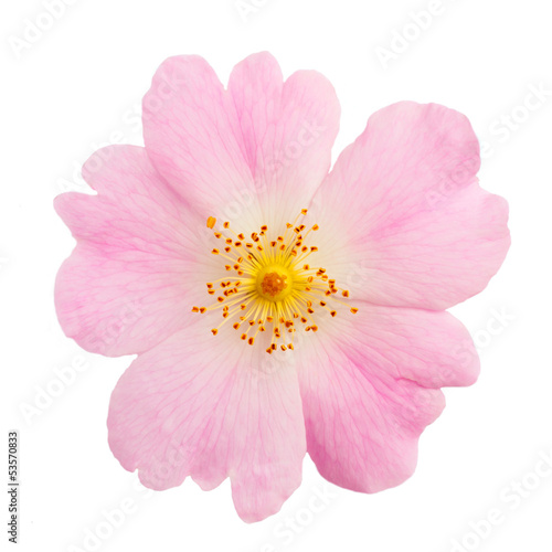 Fototapeta Naklejka Na Ścianę i Meble -  flower of wild rose