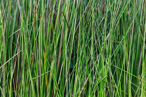 Green grass macro closeup - outdoor