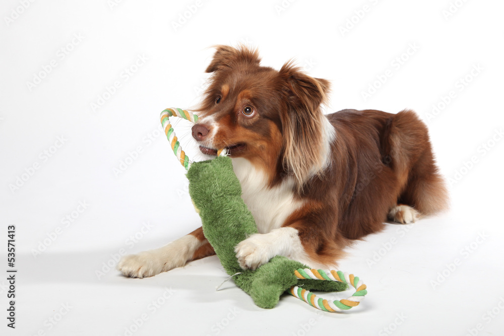 Australian Shepherd Australian Shepherd