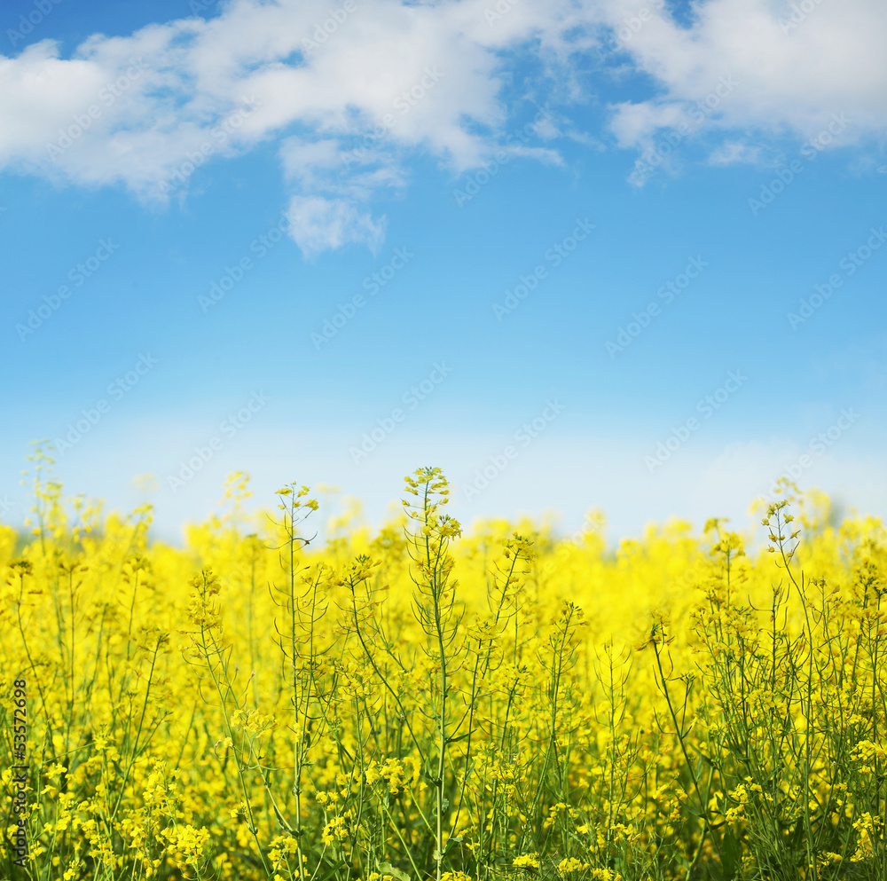 Obraz premium Yellow field rapeseed in bloom