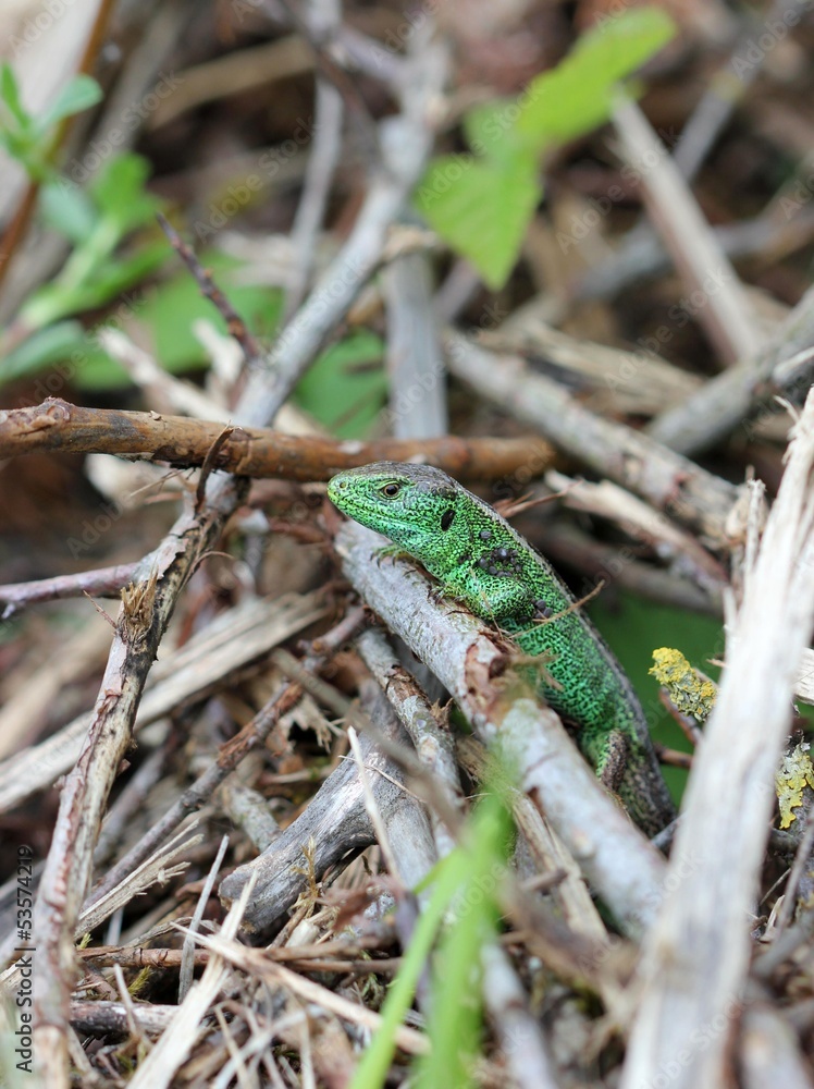 Naklejka premium Männliche Zauneidechse am Dörnberg