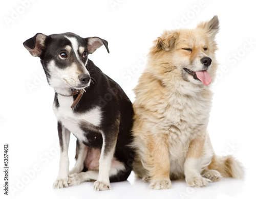 Two dogs sitting together. isolated on white background