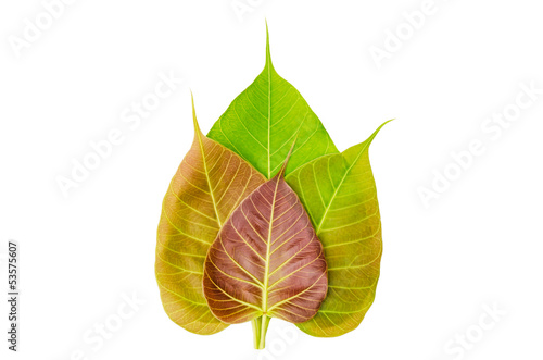 Bodhi or Peepal Leaf