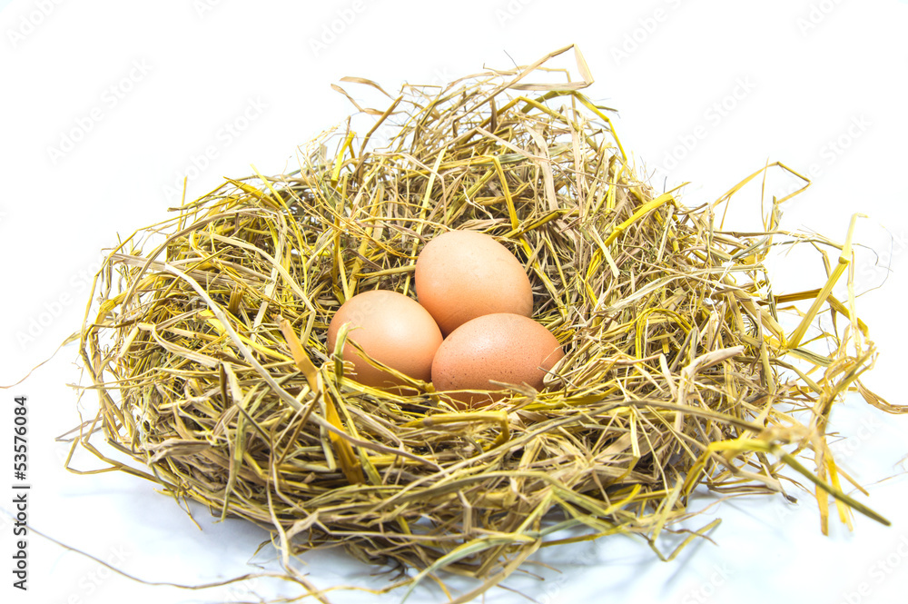 eggs in nest eggs in nest