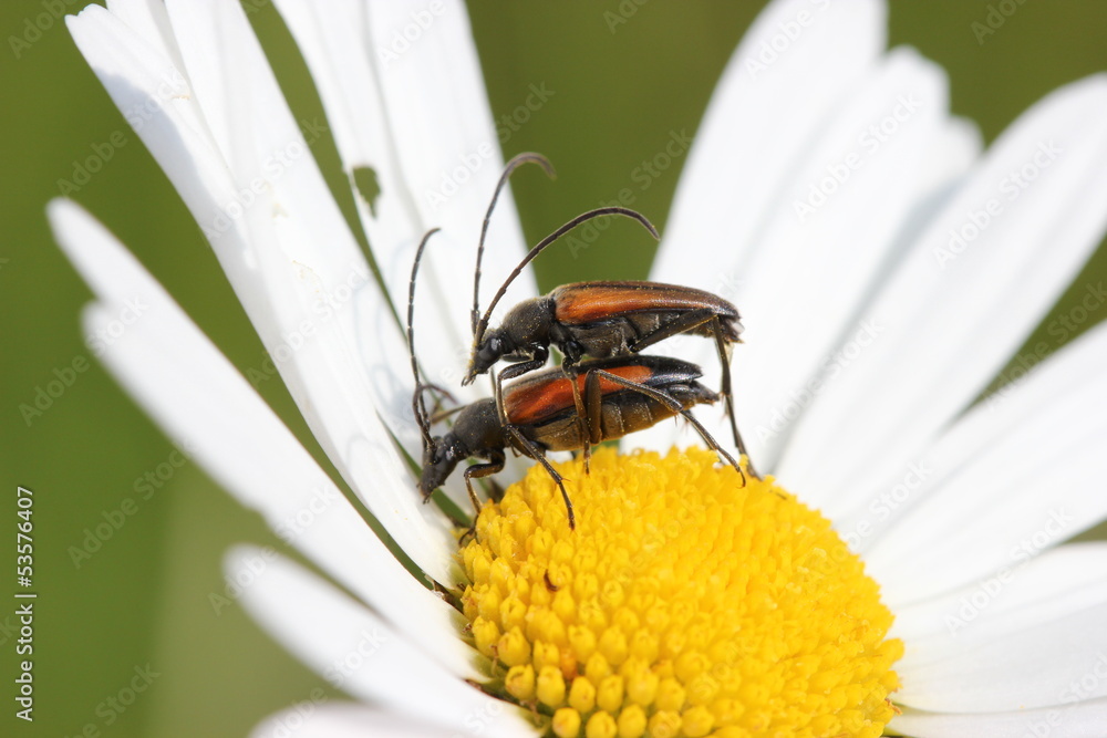 Paarung des Kleinen Schmalbocks (Stenurella melanura)