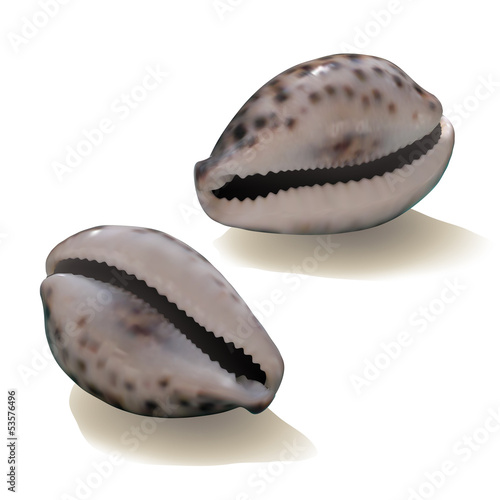 Seashells