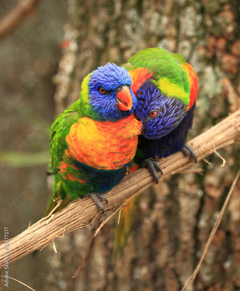 Naklejka premium couple de loris