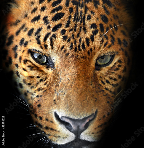 Portrait of leopardat