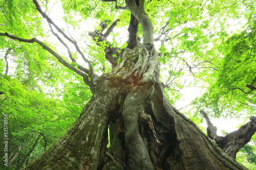 Primeval forest of Chestnut tree, Gunma, Japan