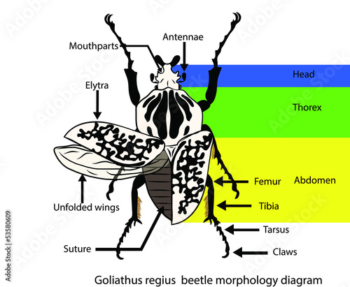Goliathus regius beetle diagram