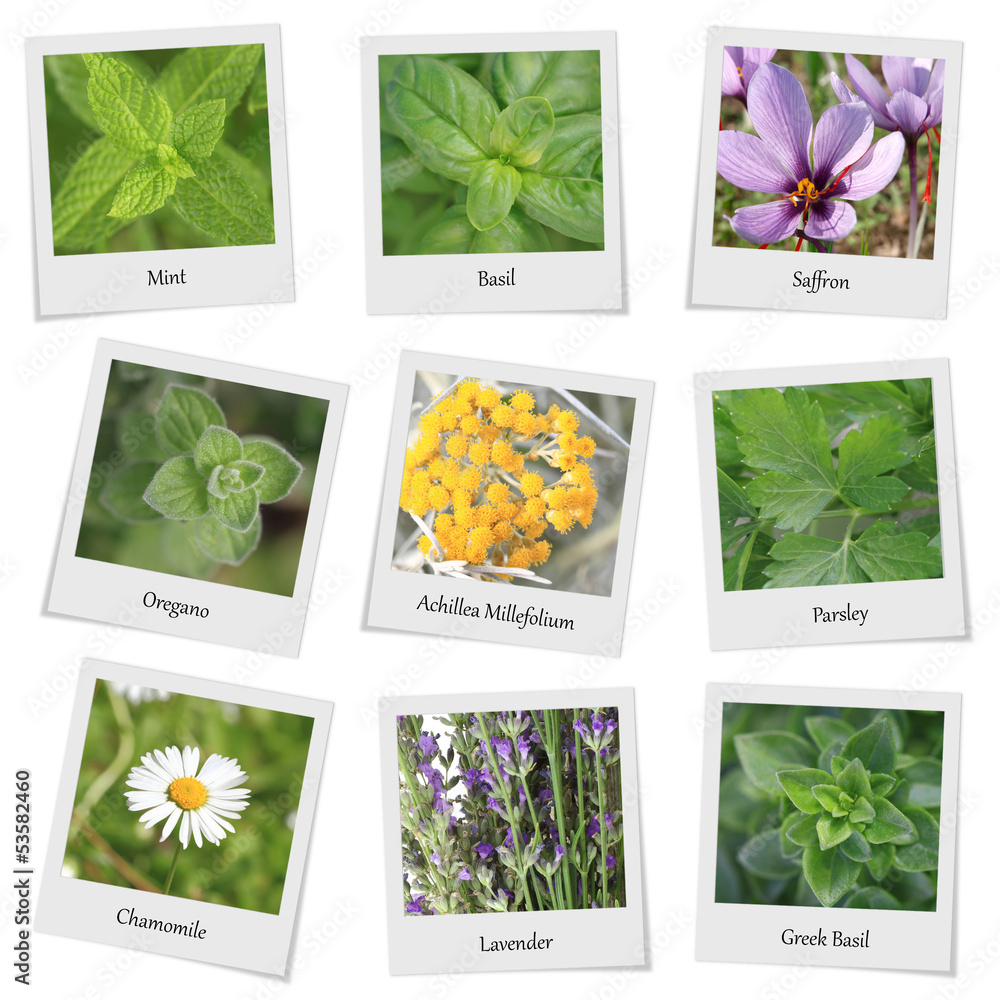 Collection of herbs and spices photo frames