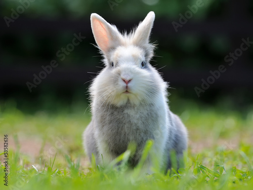 Cute Fluffy Rabbit