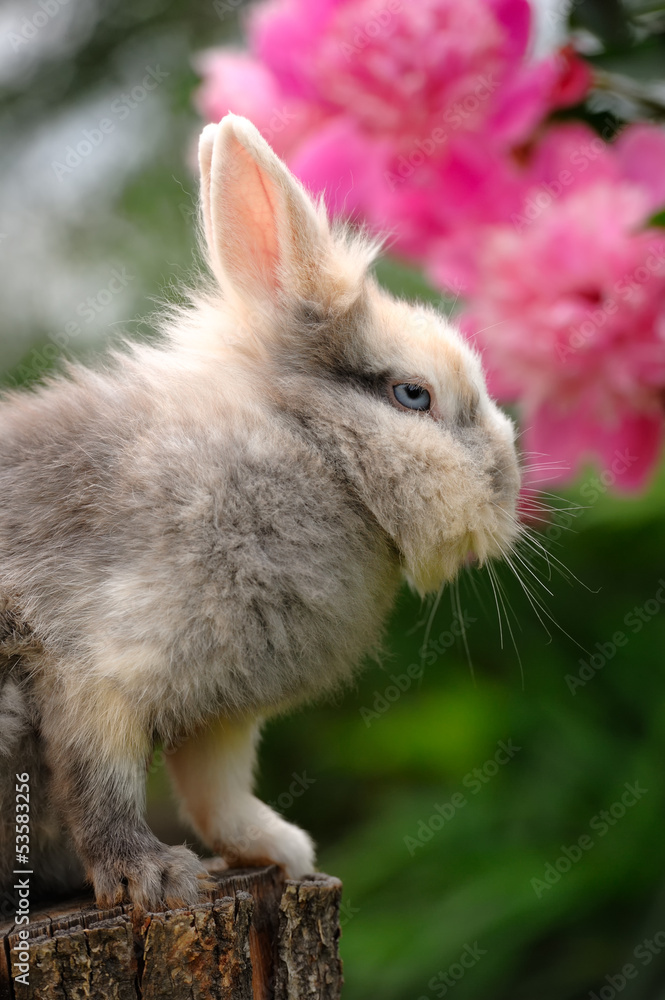 Fototapeta premium Fluffy Rabbit on Tree Stump