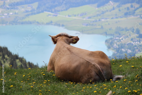 Kuh auf Alm