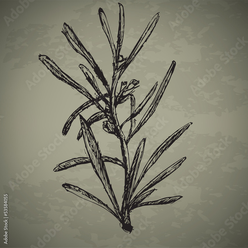 Rosemary hand sketch drawing on grunge