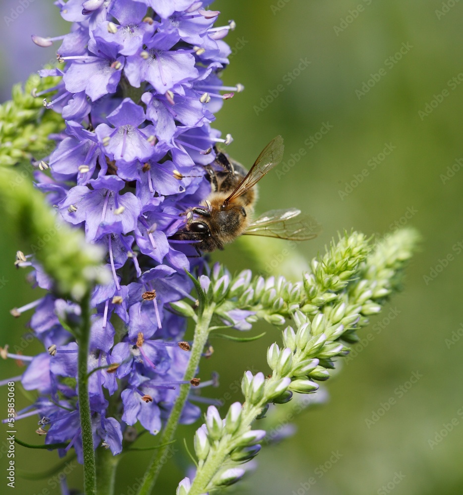 Bee on Flowers Bee on Flowers