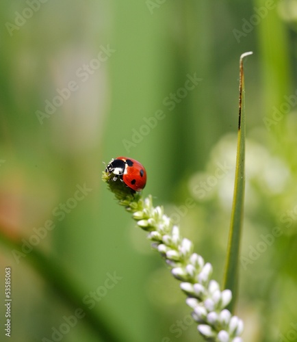 Ladybug © meikesen