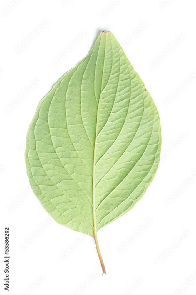 Fototapeta premium Single leaf